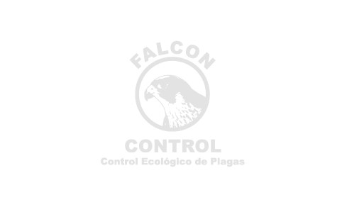falcon_n